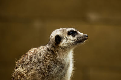 Meerkat suricata on a brown blurry background - suricata suricatta