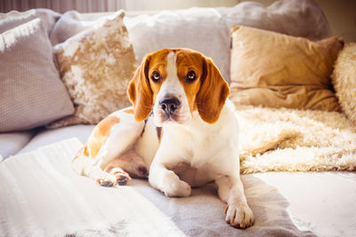 Portrait of dog lying on sofa