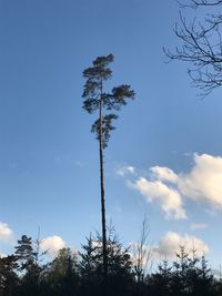 Low angle view of silhouette trees against sky