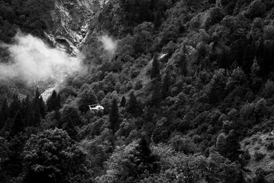 Scenic view of forest