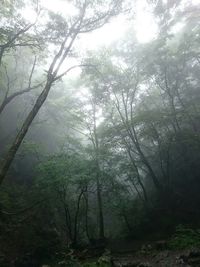 Trees in forest