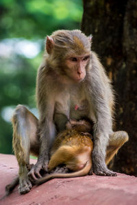 Monkey breastfeeding infant in forest