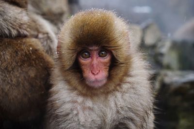 Portrait of monkey