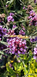 Close-up of insect on purple flowering plant