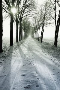 Road amidst bare trees during winter