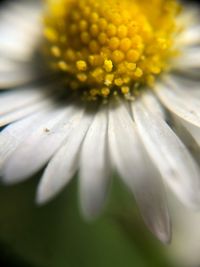 Close-up of yellow flowering plant