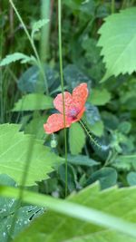 Close-up of red leaves on land