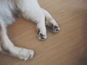 High angle view of a dog resting on hardwood floor