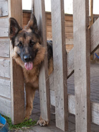 Close-up portrait of a dog on wood