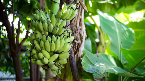 Close-up of banana tree