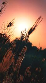 Close-up of silhouette plant against sky at sunset