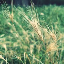 Close-up of wheat growing on field