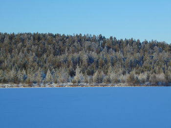 Scenic view of trees against clear blue sky