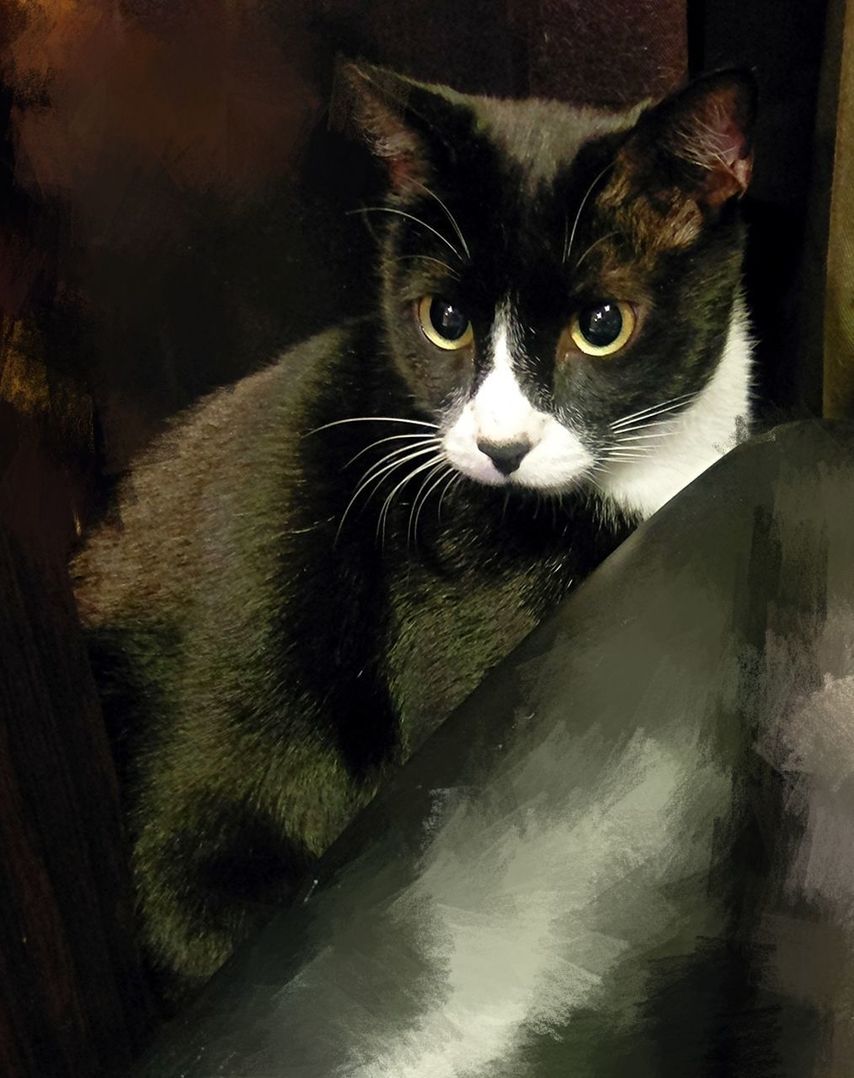 CLOSE-UP PORTRAIT OF CAT ON BLANKET