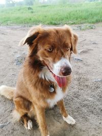 Portrait of dog looking away