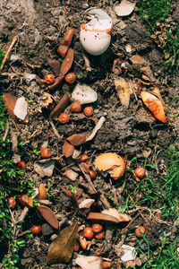 High angle view of mushrooms growing on field