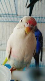 bird