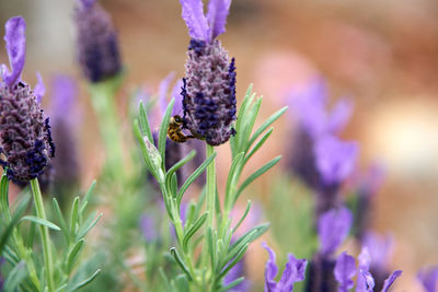 Close-up of honey bee pollinating on purple flower