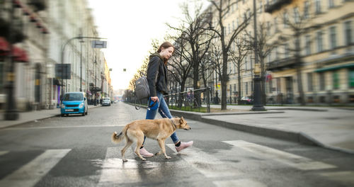 View of dog on road