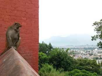 Close-up of monkey sitting on retaining wall against sky