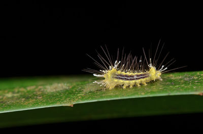 Close-up of caterpillar on leaf at night