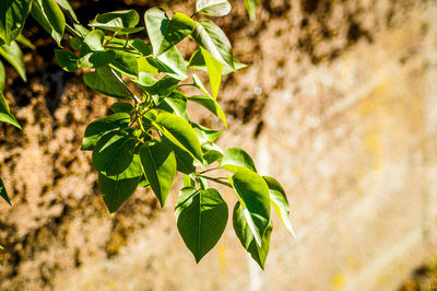 Close-up of green leaves on plant