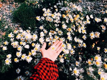 Low section of person standing by flowering plants