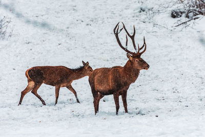 Deer looking for food in winter , bavaria germany.