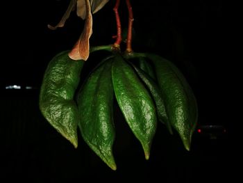 Close-up of leaf against black background