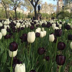 View of crocus flowers growing in park