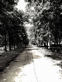 Road passing through trees