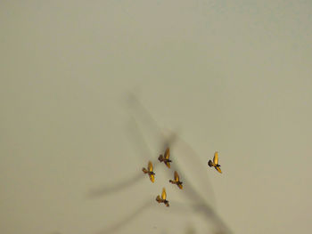 Low angle view of flowering plant against sky