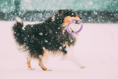 View of dog on snow covered land