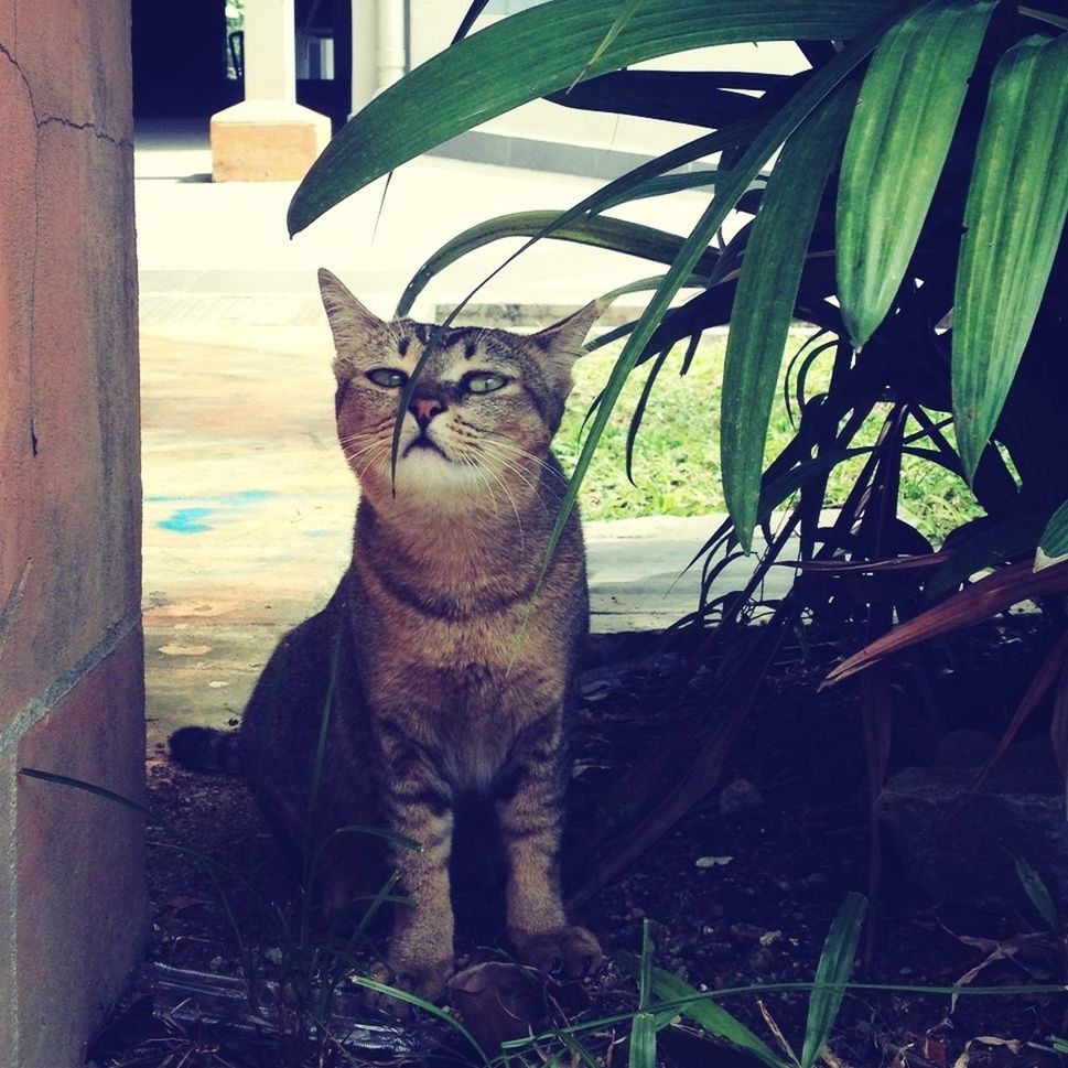 domestic cat, one animal, mammal, cat, animal themes, pets, feline, domestic animals, whisker, portrait, sitting, relaxation, looking at camera, plant, lying down, resting, day, no people, outdoors