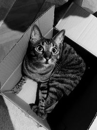 High angle portrait of cat sitting at home