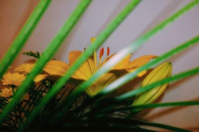 Close-up of fresh yellow flower