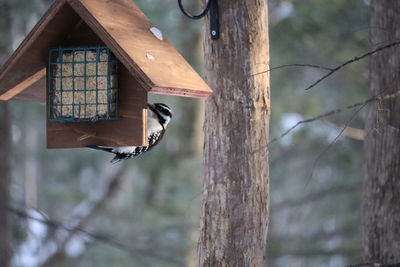 High angle view of bird perching on tree trunk