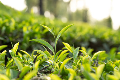 green