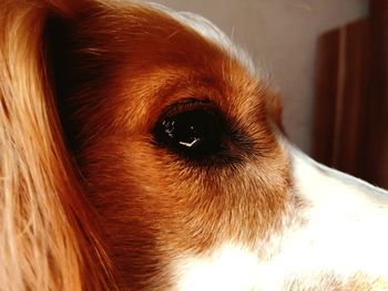 Close-up of a dog looking away