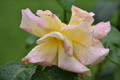 Close-up of water drops on flower