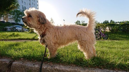 View of dog standing on field against sky