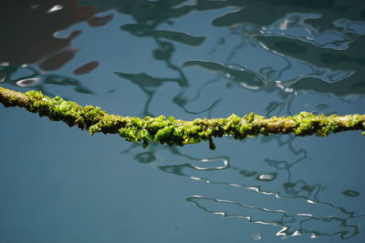 Close-up of water lily floating on lake