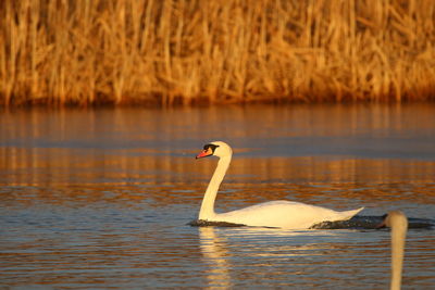 Swan swimming in lake