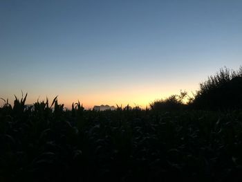 Silhouette plants growing on field against sky during sunset