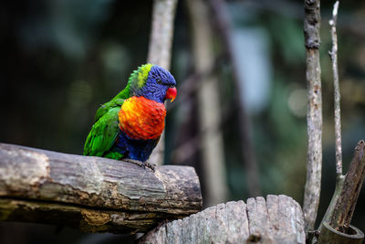 Close-up of parrot perching on wood