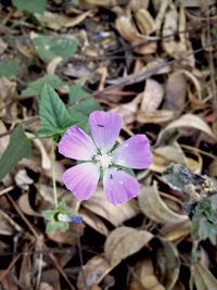 Close-up of iris blooming outdoors