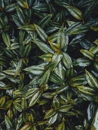 Full frame shot of fresh green plants