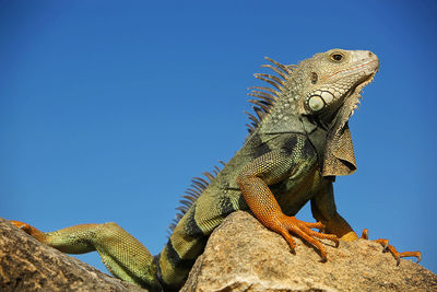 Low angle view of lizard against clear blue sky