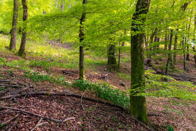 Trees in forest