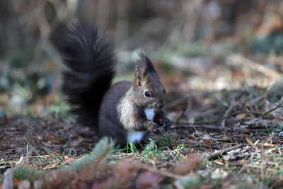 Close-up of squirrel on rock